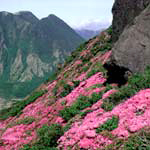 町の花 「みやまきりしま」