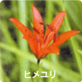 ヒメユリ