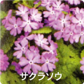 サクラソウ