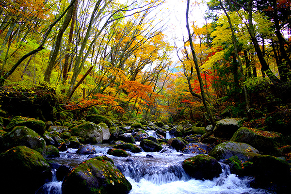 鞭馬弘幸：飯田高原渓流の紅葉